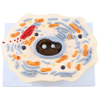 Gyvūno Ląstelės Modelis Mikrostruktūros Anatomijos Modelis Vidurinės Mokyklos Biologijos Mokymo Biologinių Ląstelių Įrangos Modelis